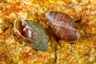 Snail 17 rm